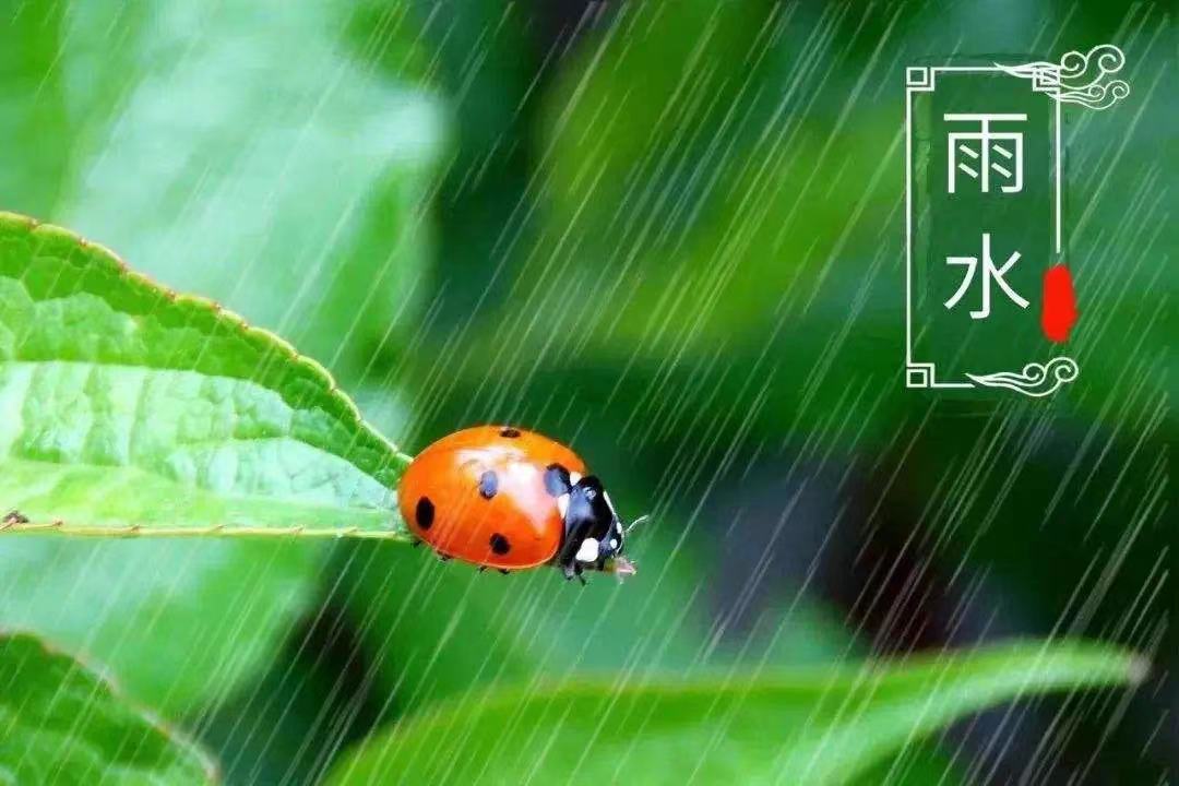 25481645360660_.pic